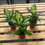 Dieffenbachia Camila (S) — Dieffenbachia Camila precio Chile