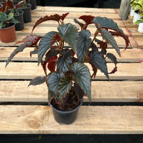 Begonia Black Magic — Begonia Black Magic comprar chile