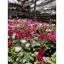 Cyclamen Mini