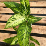 Aglaonema Pictus