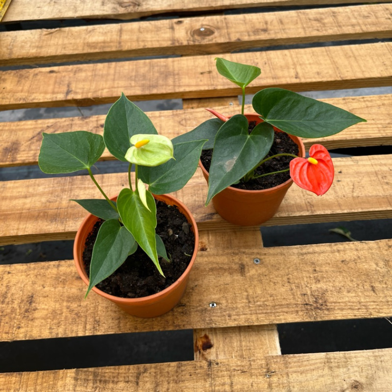 Anthurium Andreanum Compacto