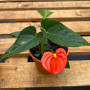 Anthurium Andreanum Compacto