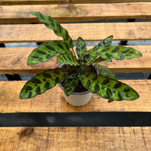 Calathea Insignis — Calathea Insignis planta interior comprar Chile