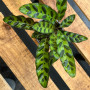 Calathea Insignis — Calathea Insignis planta interior comprar Chile
