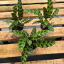 Calathea Insignis — Calathea Insignis planta interior comprar Chile