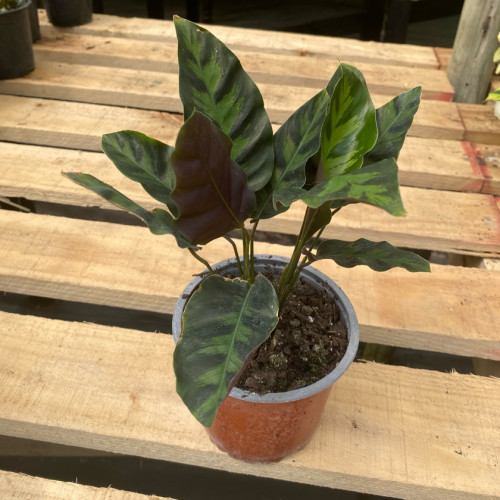 Calathea Lietzei