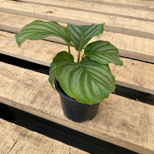 Calathea Orbifolia — calathea orbifolia comprar chile