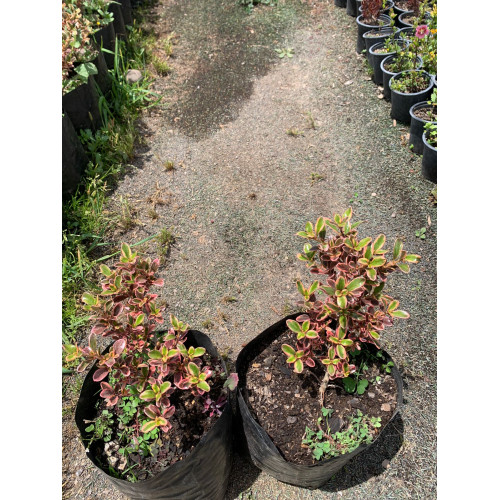 Coprosma Tequila