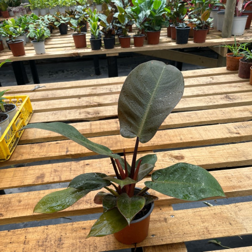 Philodendron Black Cardinal