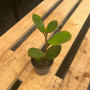 Peperomia Obstusifolia Verde