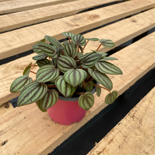Peperomia Piccolo Banda