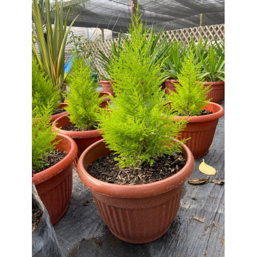 Pino Limón /  Cupressus Macrocarpa Goldcrest