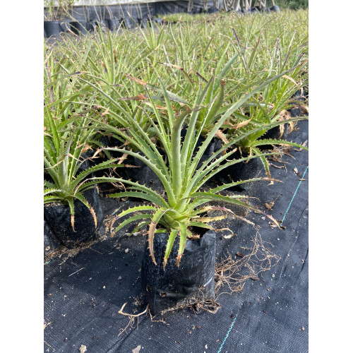 Puya Chilensis Chagual