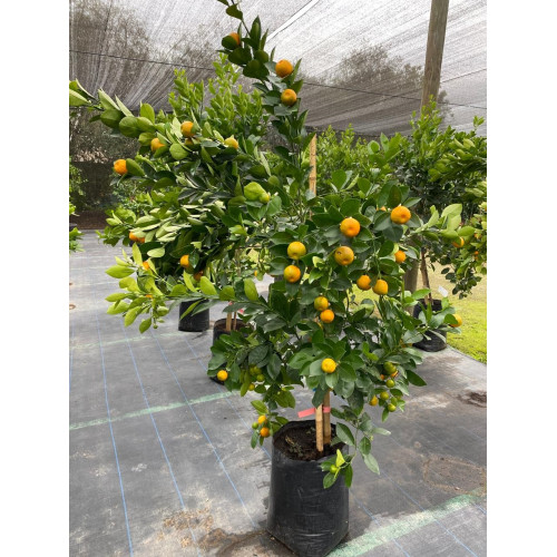 Calamondín verde