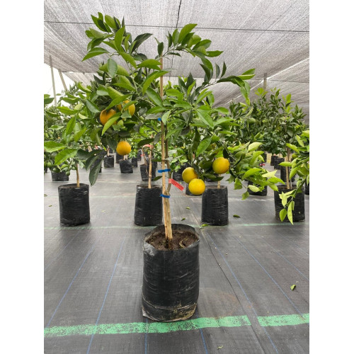 Naranjo Delta Seedless