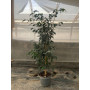Ficus Benjamina