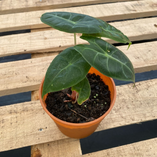 Alocasia Pink Dragon