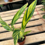 Alpinia Variegada