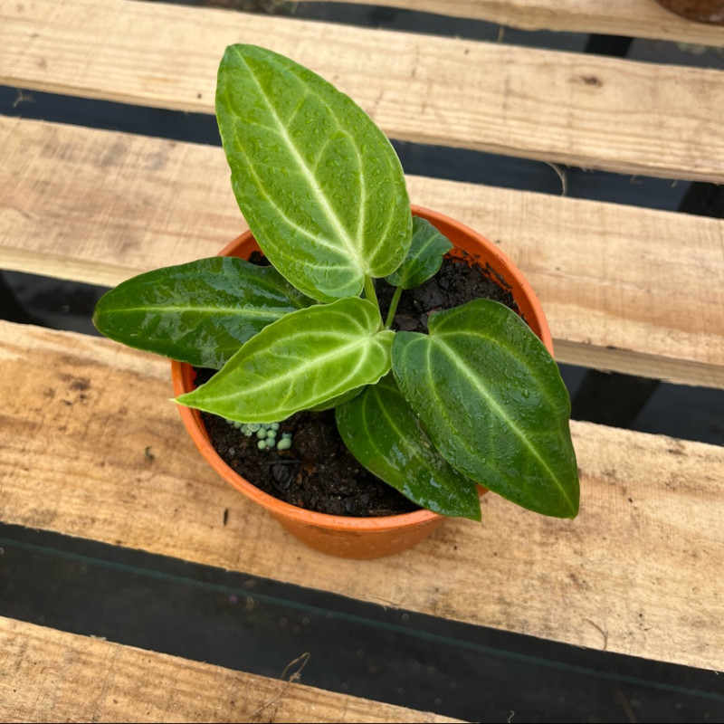 Anthurium Villenaorum