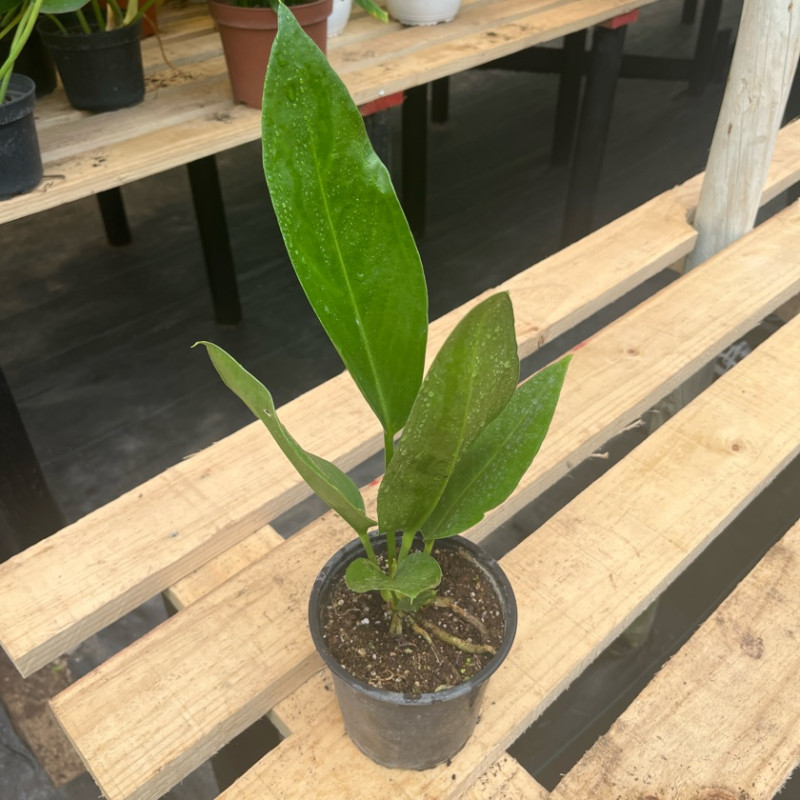 Anthurium Wendlandii (M)