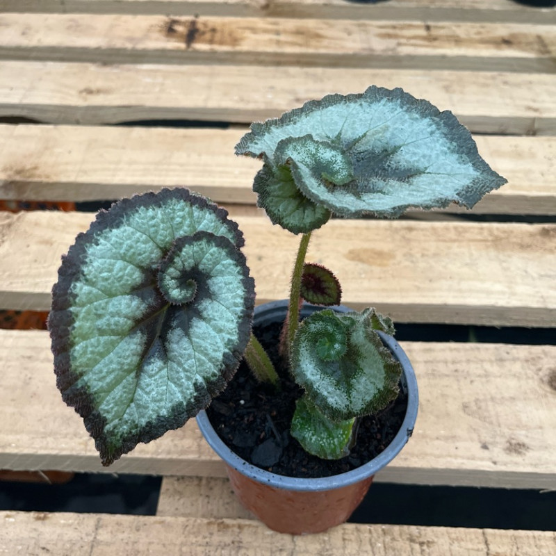 Begonia Caracol