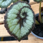 Begonia Caracol