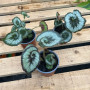 Begonia Caracol (S)