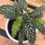 Begonia White Ice