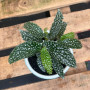 Begonia White Ice