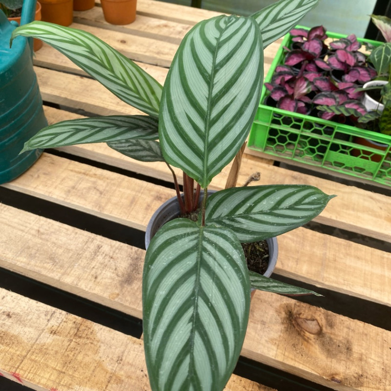 Calathea Setosa Tamaño S (30cm - 40cm) Maceta MAC-17
