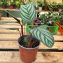 Calathea Setosa