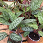 Calathea Setosa