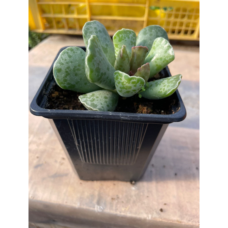 Adromischus Cooperi