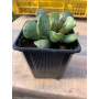 Adromischus Cooperi