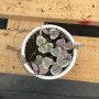 Ceropegia Woodii Variegada (S)