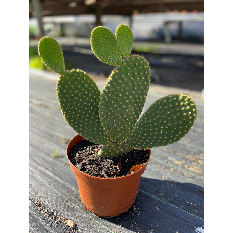 Opuntia