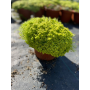 Sedum Tokio