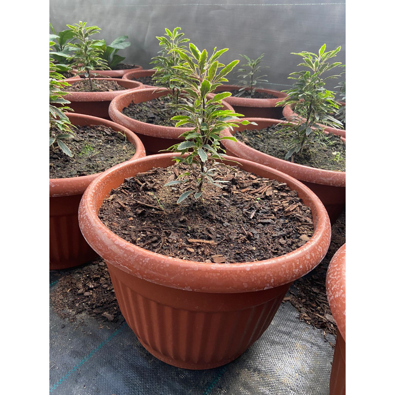 Aralia Elegantissima Variegada