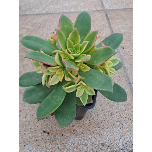Aeonium Kiwi