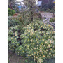 Aeonium Kiwi