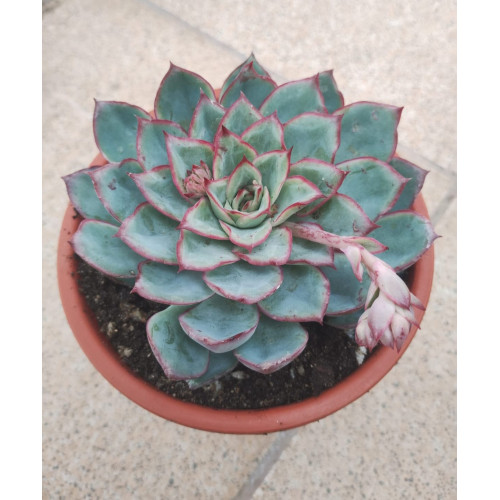 Echeveria Esther