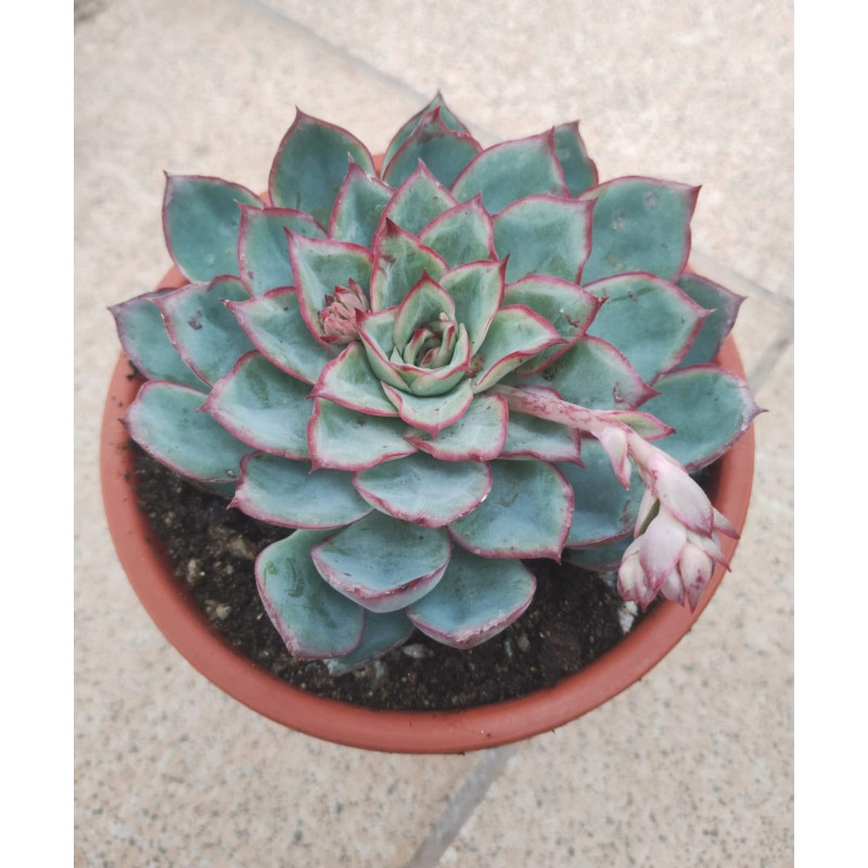 Echeveria Esther