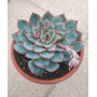 Echeveria Esther