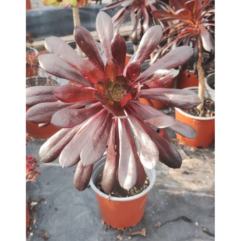 Aeonium Zwartkop o Aeonium cabeza negra