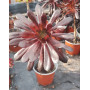 Aeonium Zwartkop o Aeonium cabeza negra