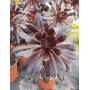 Aeonium Zwartkop o Aeonium cabeza negra