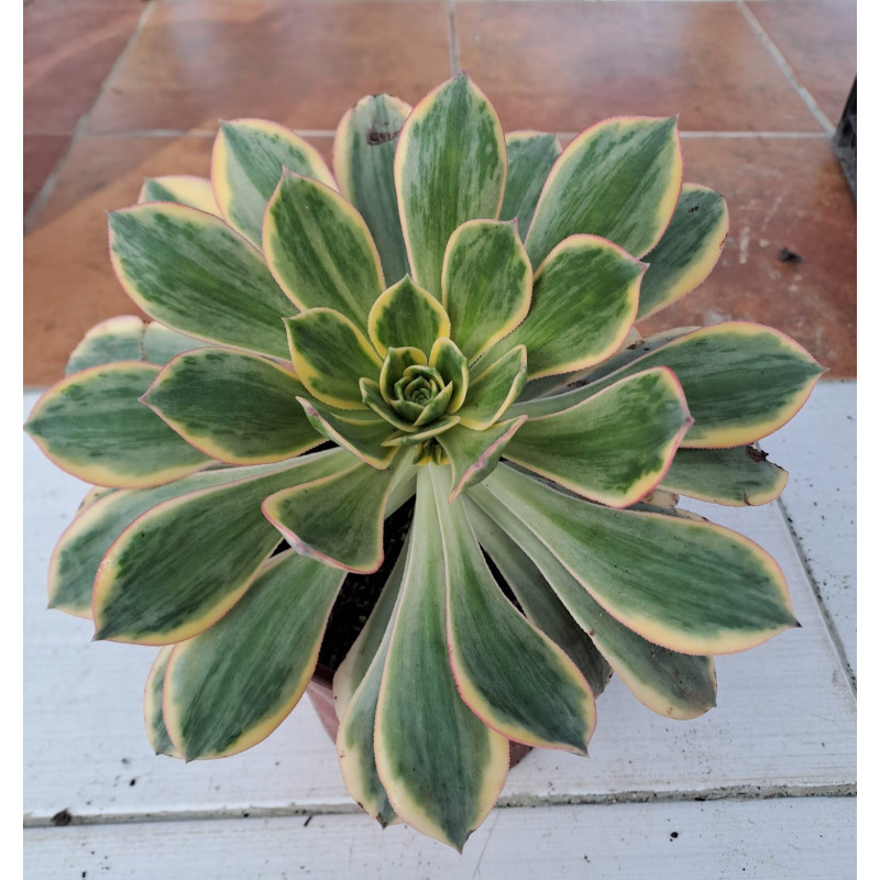 Aeonium Sunburst