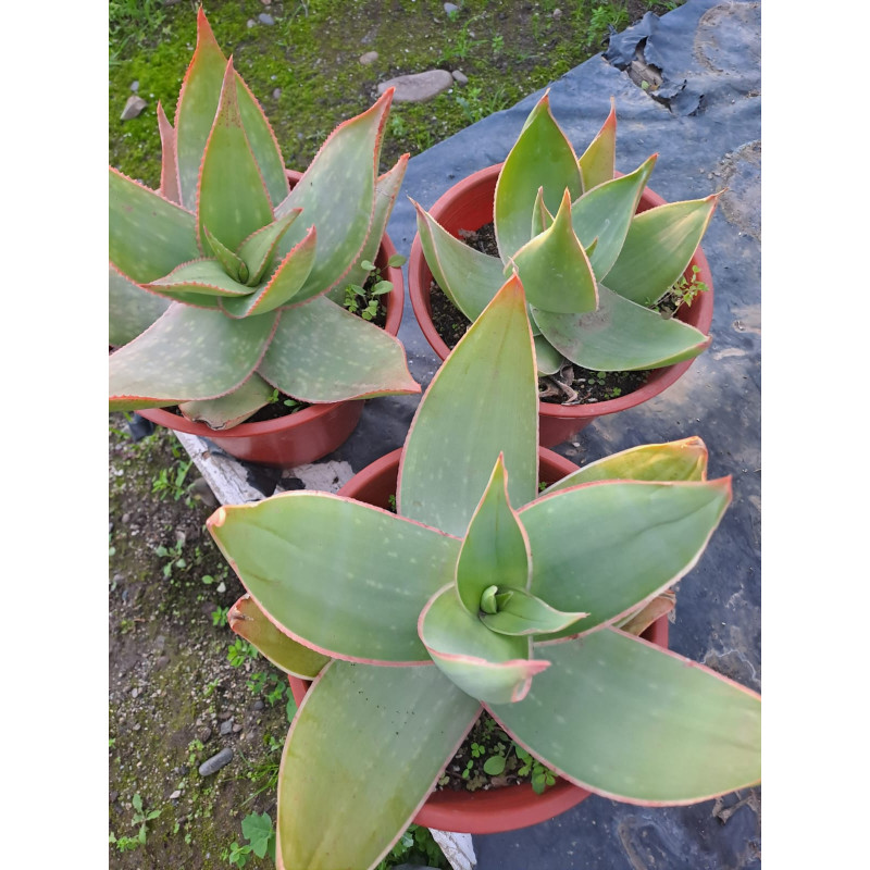 Aloe Striata