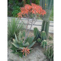 Aloe Striata