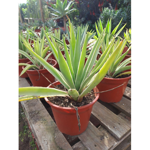 Agave angustifolia  o Aloe angustifolia variegado